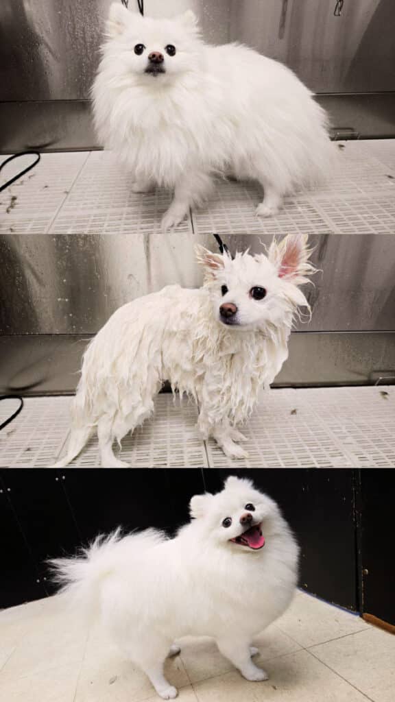 A white Pomeranian before and after grooming.